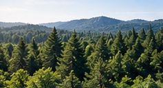 Forest monitoring landscape